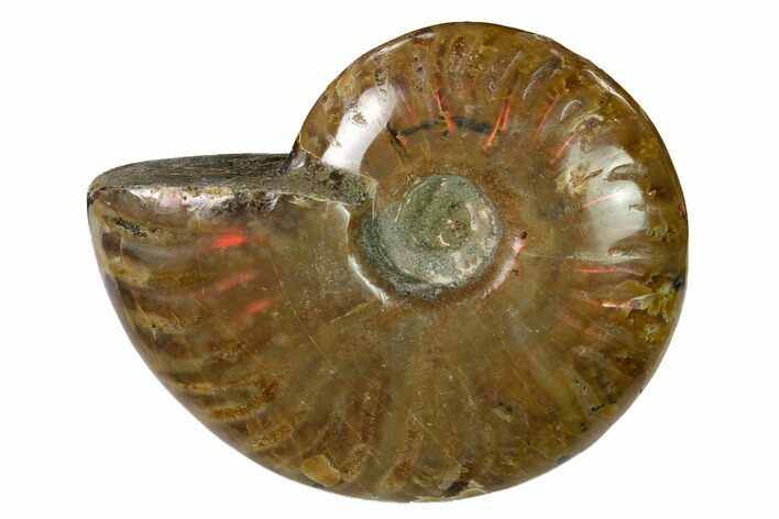 Red Flash Ammonite Fossil - Madagascar #151721